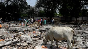 Medicii atrag atenţia indienilor: ”Excrementele de vacă nu sunt tratament împotriva COVID-19”