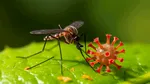 Marea Britanie: Virusul West Nile a fost pentru prima oară detectat la țânțari