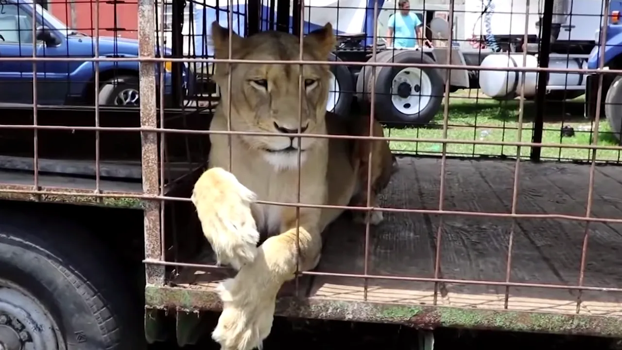 VIDEO: Reacţia unor tigri care fac primii paşi în libertate după o viaţă petrecută în captivitate