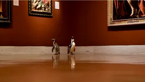 VIDEO VIRAL | Cu pinguinii la muzeu: ”Au apreciat mai mult Caravaggio decât la Monet”