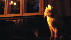 O pisică a mers 70 de kilometri pentru a-şi găsi stăpânul