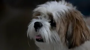 Un nou studiu explică de ce câinii curioși sunt cei mai inteligenți