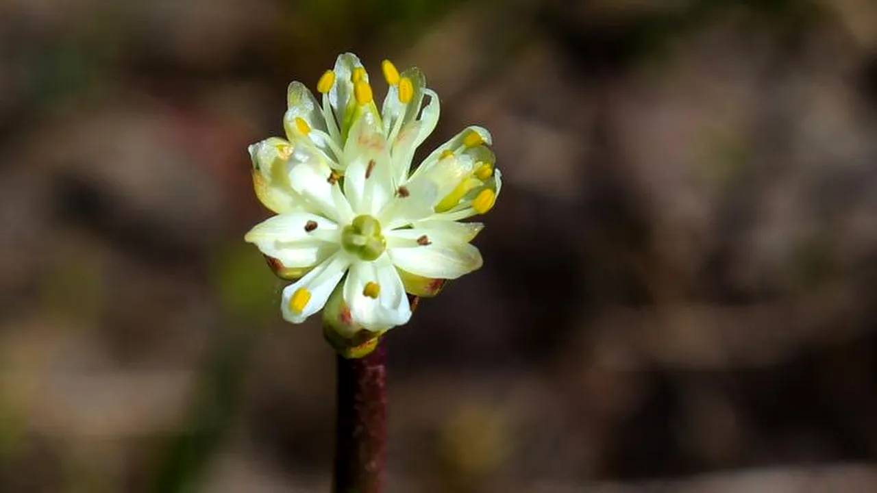 Cercetătorii au descoperit o nouă plantă carnivoră, în zonele mlăştinoase din jurul oraşelor. Cum îşi capturează prada