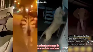 FORBES: N-au fost eliberate animale în Franţa pe durata revoltelor, dar clipurile ,,fake