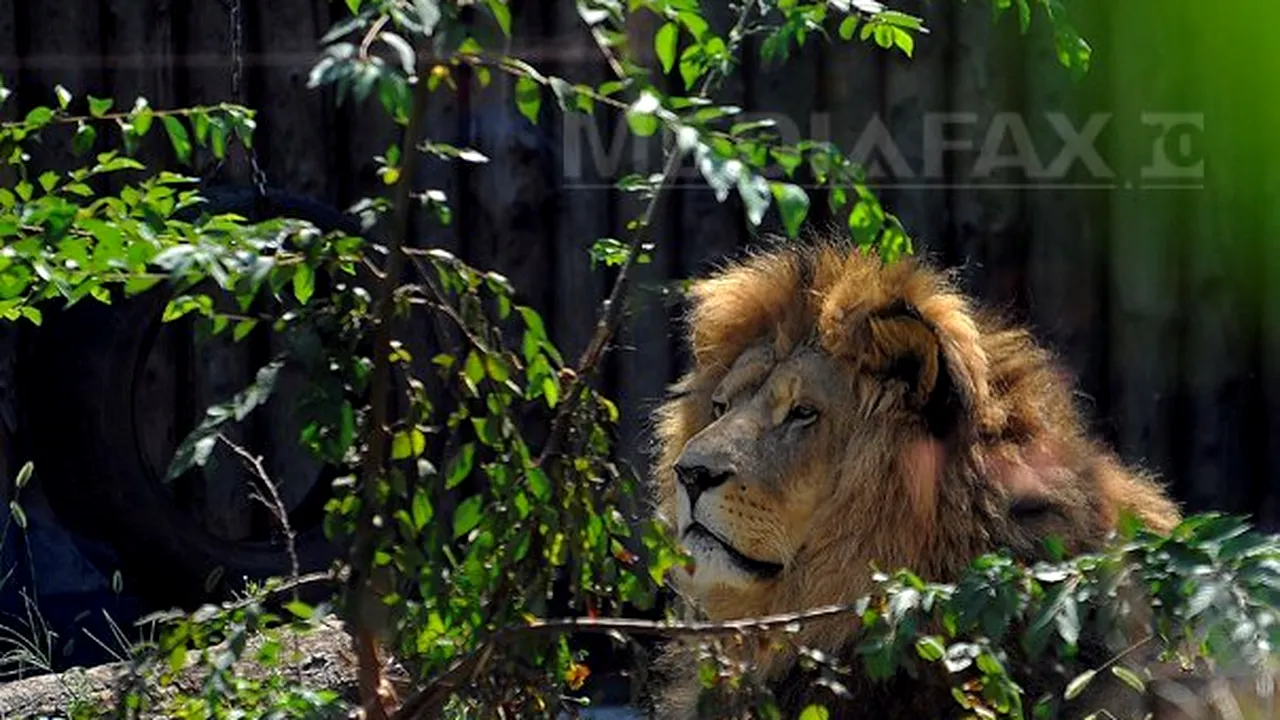 Responsabilul Zoo Rădăuţi, cercetat penal pentru vătămare corporală