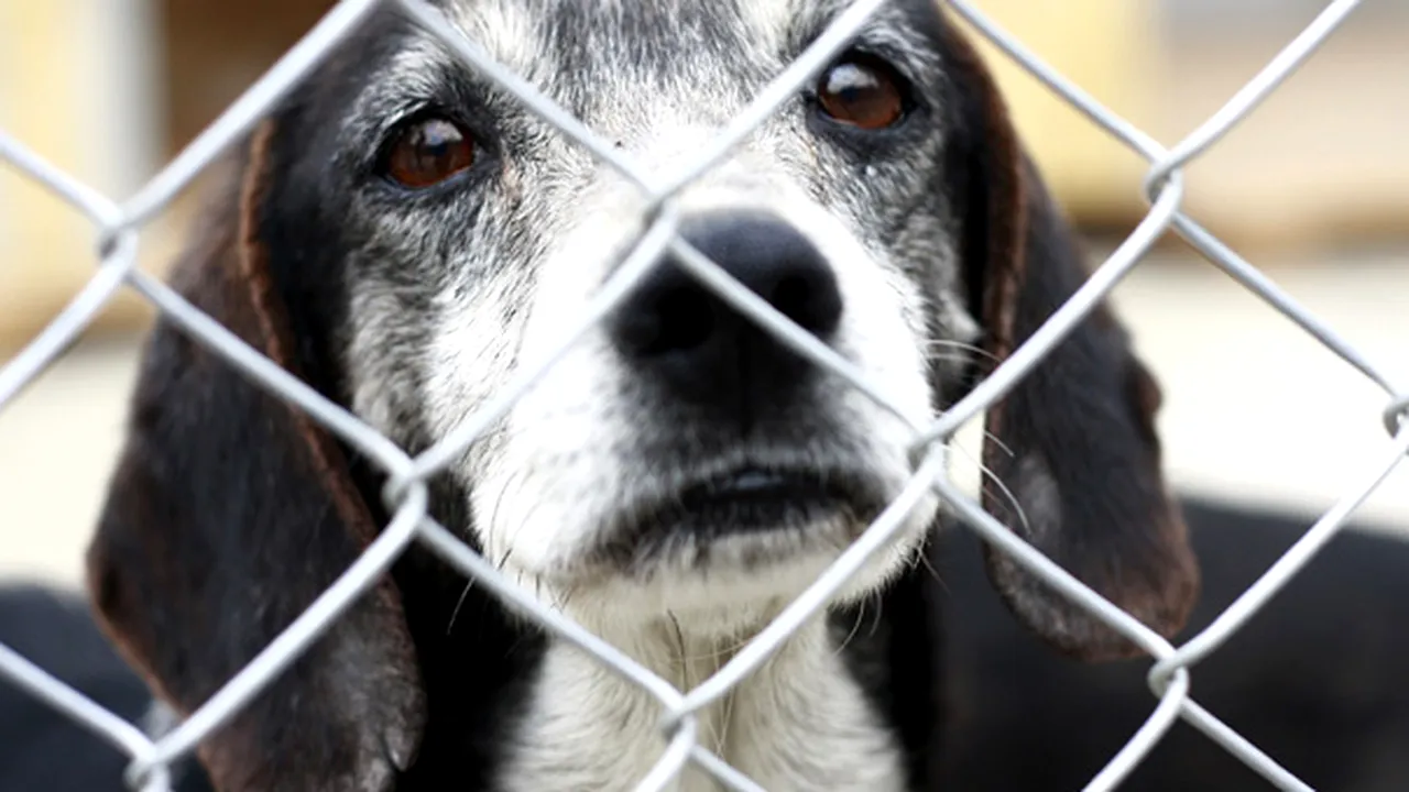 Asociaţia Cuţu-Cuţu: Eutanasierea câinilor aruncă politica privind animalele fără stăpân în urmă cu 9 ani