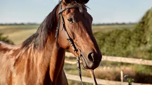 Descoperire surprinzătoare: nu doar câinii pot mirosi când oamenii sunt speriați