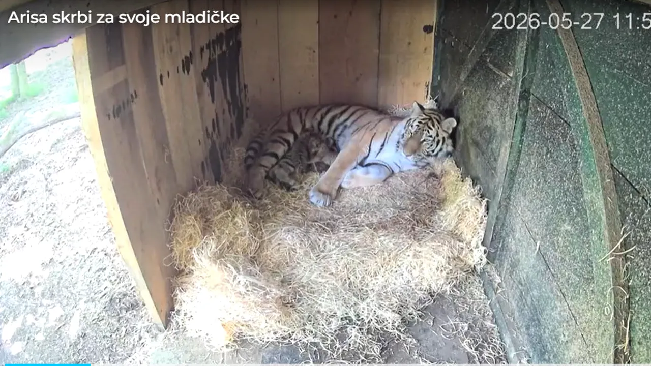Trei pui de tigru siberian, specie pe cale de dispariție, s-au născut la Grădina Zoologică din Ljubljana