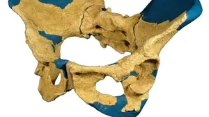 Pelvis uman, vechi de 1,2 milioane de ani, descoperit în Etiopia