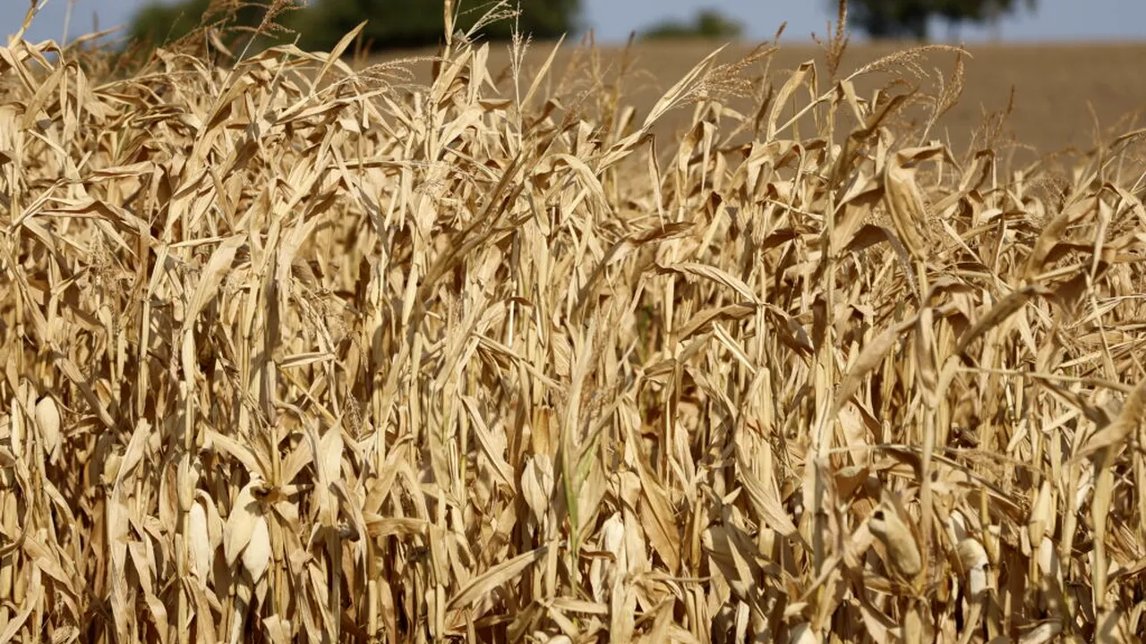 Descoperire: o ciupercă poate devora din interior viermii de porumb rezistenți la pesticide