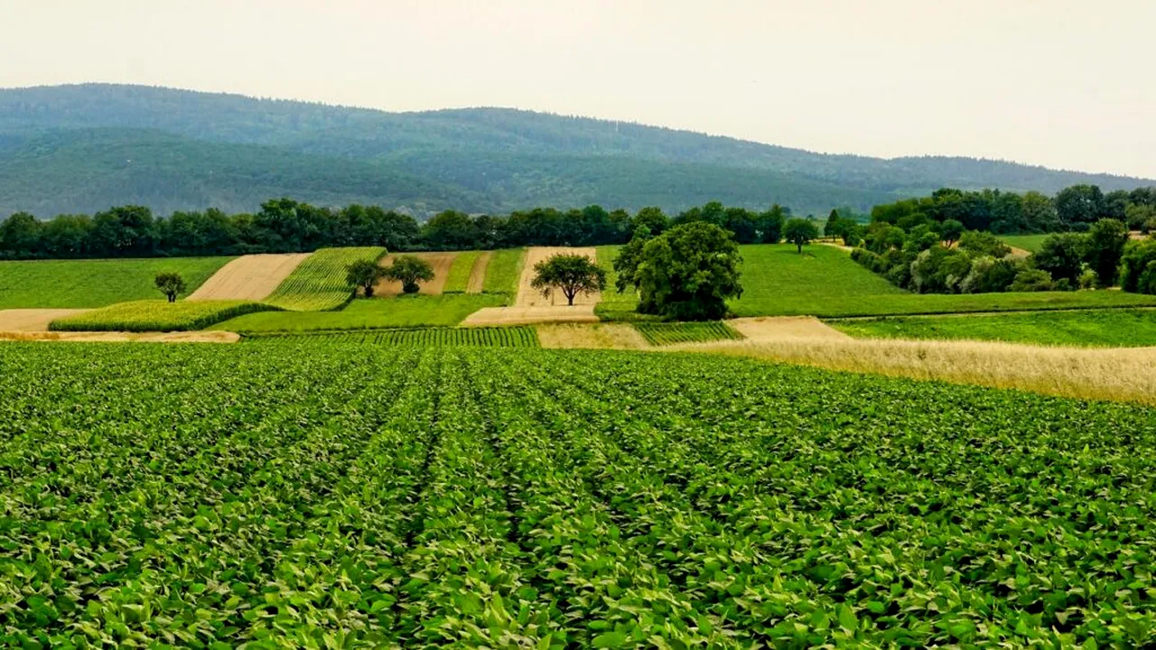 Nu doar războiul ar putea provoca o criză alimentară mondială. Un fenomen rar se conturează, experții sunt îngrijorați