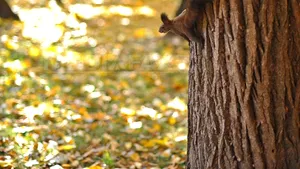 VREMEA până pe 5 octombrie. Ce temperaturi vor fi şi cât va ploua în fiecare regiune a ţării