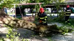 IGSU: Un mort și trei răniți. Vântul puternic de duminică a afectat 72 de localități din țară