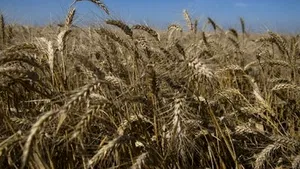 Romania To Apply Reverse Taxation On Cereal Starting June 1