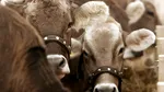 Furt de vite în Germania, unde turme întregi dispar peste noapte. Fermierii pierd zeci de mii de euro