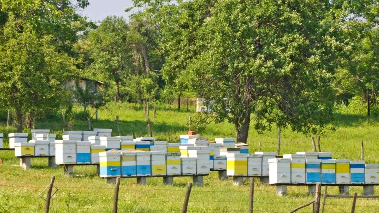Ajutor de stat pentru apicultori: 12 euro pentru fiecare familie de albine