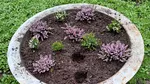 Florile din Parcul Cișmigiu, păzite de polițiști locali. Sute de flori au fost furate în câteva zile