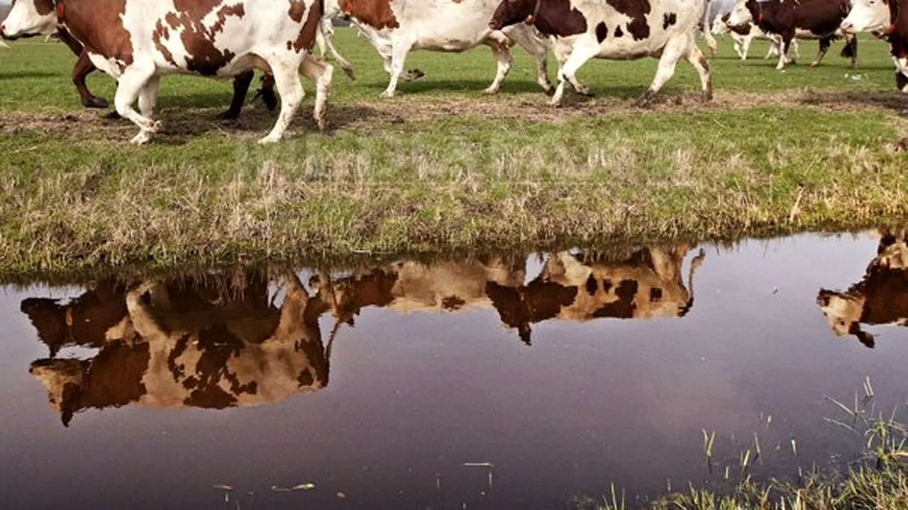 Crescătorii de bovine din România primesc ajutor de la Comisia Europeană. Despre ce sumă este vorba 
