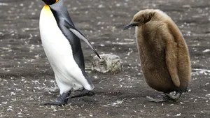 Gaz ilariant în doză mare descoperit în materiile fecale de pinguin