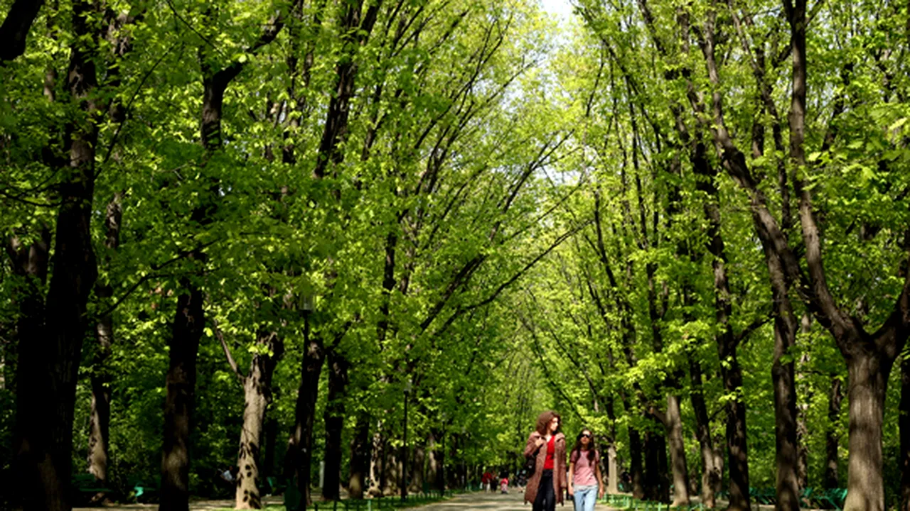 Rechinii imobiliari au hăcuit Parcul Herăstrău