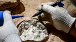 Ce vârstă au ouăle de dinozaur descoperite în China? Acestea au fost datate prin metoda „ceasului atomic”