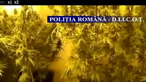 Plantaţie de canabis descoperită în Capitală. Doi tineri au fost reţinuţi