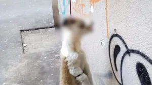 Bărbatul care ar fi spânzurat un câine de o ţeavă de gaze a fost arestat