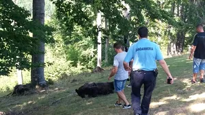 FOTO, VIDEO | Salvare spectaculoasă în Prahova: Un urs care a rămas blocat într-un gard de sârmă, ajutat de jandarmii montani 