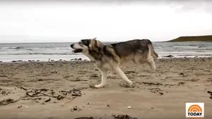 A murit câinele care a jucat rolul lupului lui Bran din „Game of Thrones”