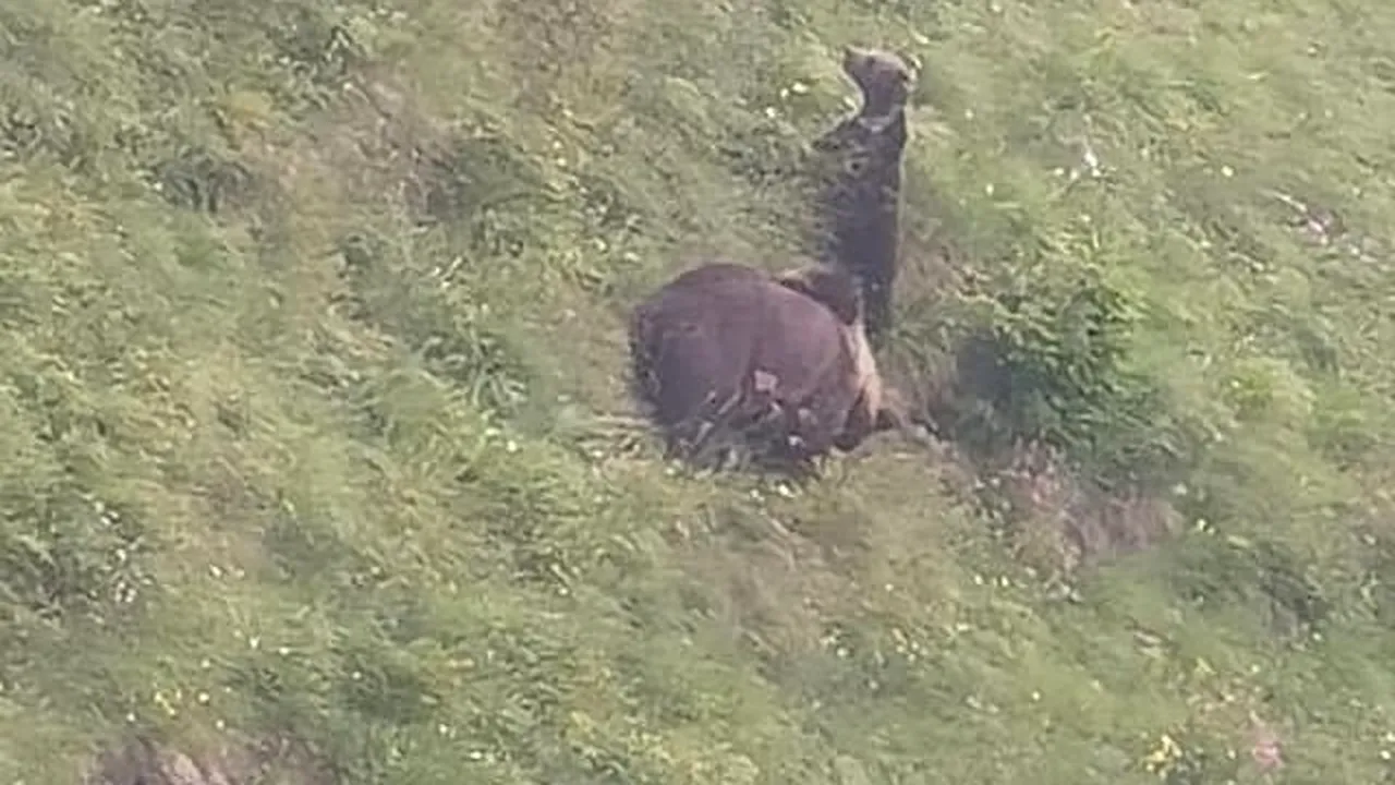 Şapte turişti au fost amendaţi pentru că au fotografiat sau hrănit urşi. Animalele, tot mai prezente pe traseele turistice