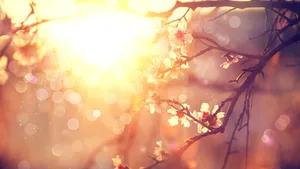 Vremea va deveni deosebit de caldă pentru această perioadă. La cât ajung maximele / PROGNOZA METEO pentru sfârşitul săptămânii