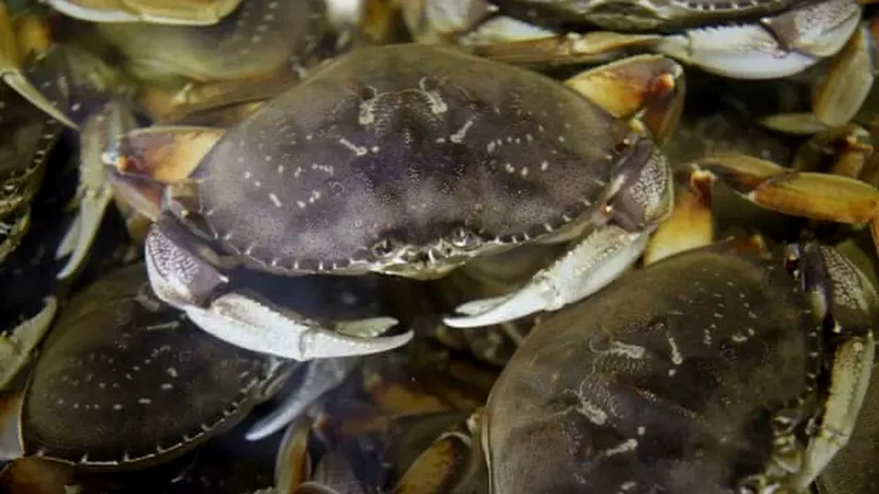 Carapacele crustaceelor ar putea fi folosite pentru a fabrica baterii regenerabile