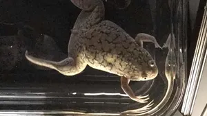 Un nou progres pentru medicina regenerativă. Unei broaşte i-a crescut piciorul la loc