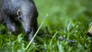 „Veriga lipsă” a epidemiei de coronavirus. Cercetătorii susţin că pangolinul ar fi transmis patogenul de la lilieci la oameni 