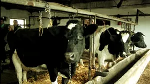 INS: România, în primele 10 state ale UE după numărul de bovine, porcine, ovine şi caprine