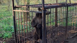 Târgu Mureş: Ursul care obişnuia să vină în oraş a fost capturat