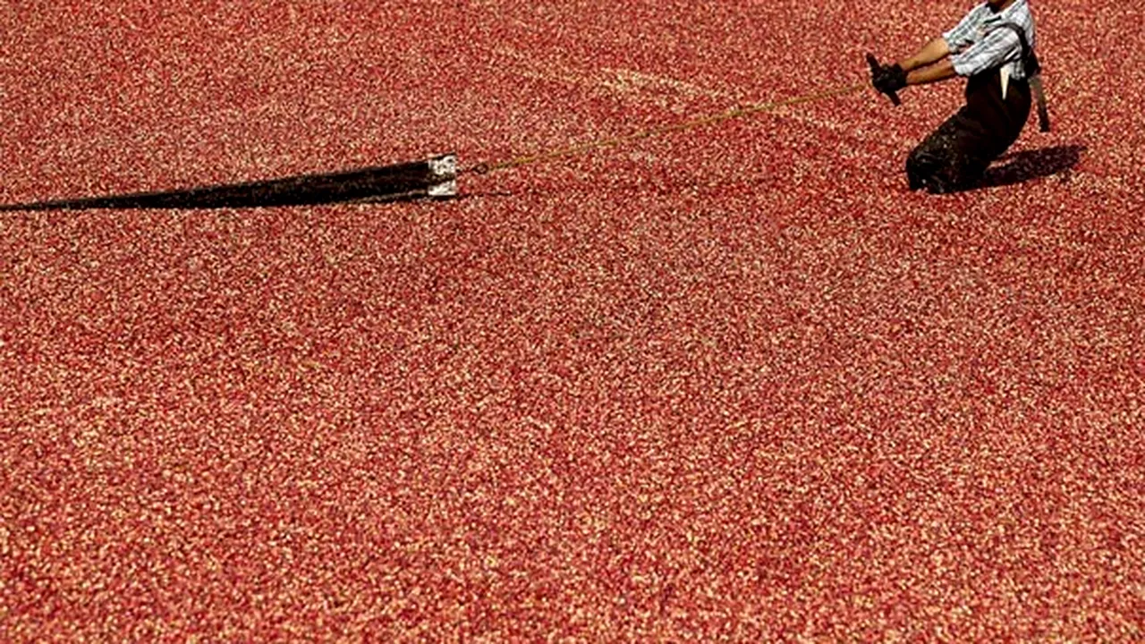 MEDIAFAX ZOOM: Recolta - GALERIE FOTO