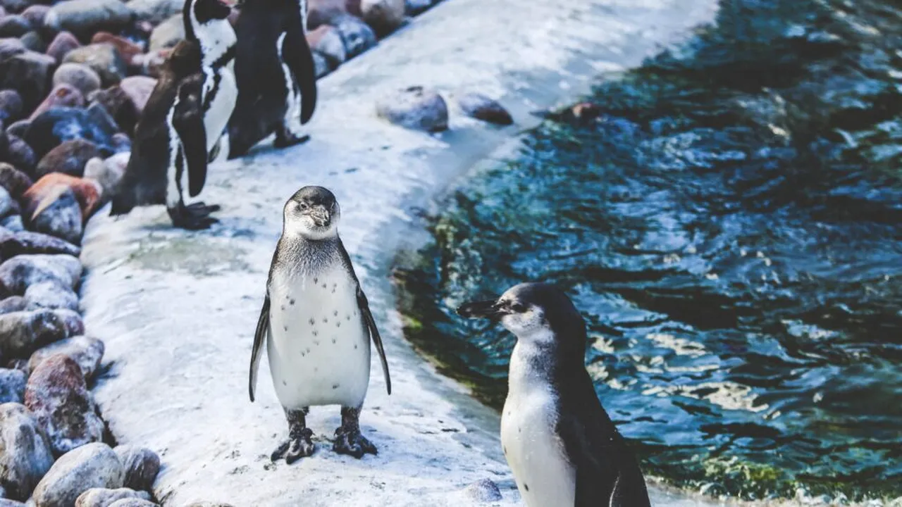 Locul de pe Pământ unde pinguinii sunt mai numeroși decât oamenii