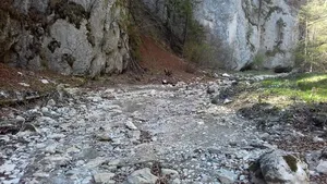  „Lăcomia, hoţia şi batjocura lasă un râu emblematic fără apă!”. Imagini cu Dâmboviţa secată atrag atenţia ecologiştilor 