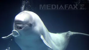 Imagini rare surprinse aproape de Australia: 