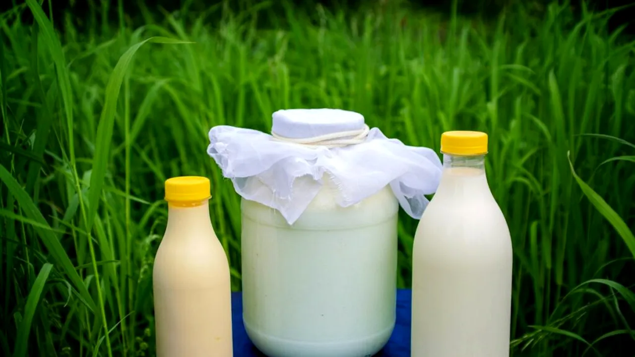 Adevărul despre chefir: este cu adevărat mai bun decât iaurtul pentru sănătatea noastră intestinală?