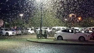 Invazie de insecte în Las Vegas. Roiuri de greieri au acoperit clădiri celebre | VIDEO