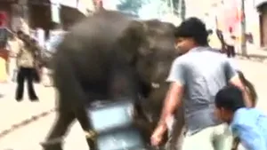 India: Un bărbat a fost ucis de un elefant ajuns pe străzile unui oraş - VIDEO