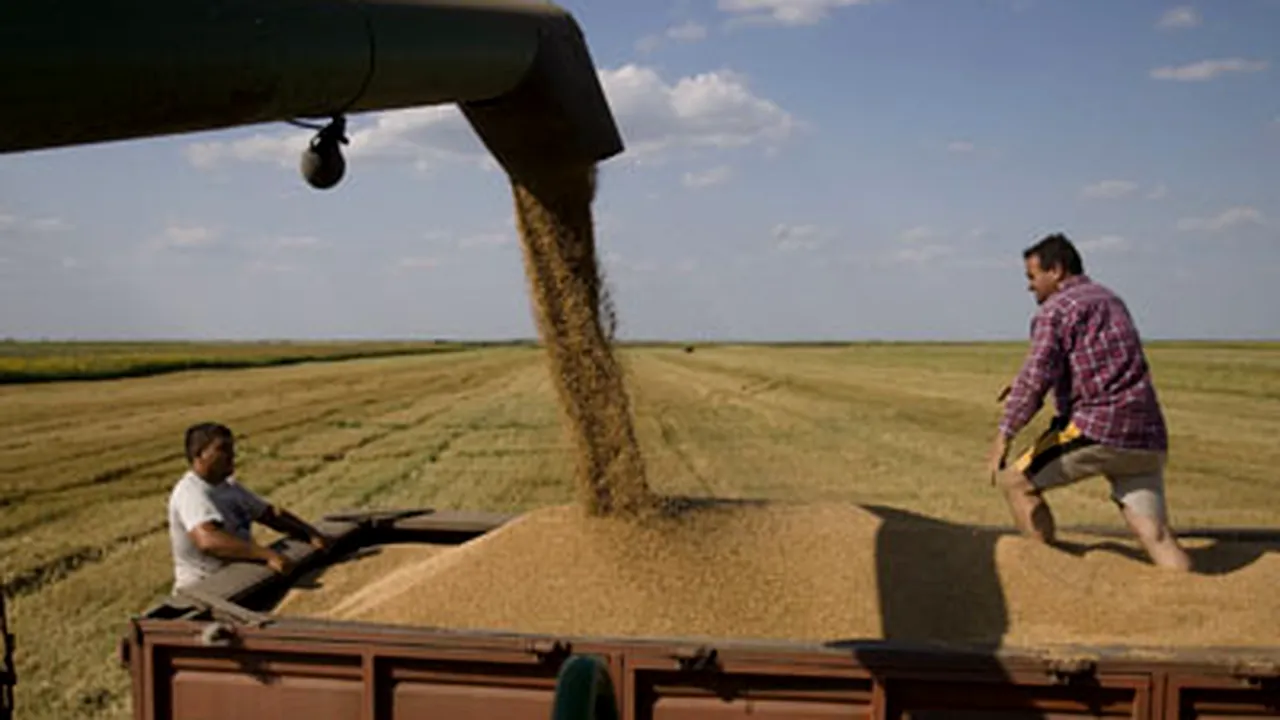 Producţia de grâu din acest an, mai mult decât dublă faţă de 2007