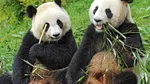 Japonia rămâne fără panda pe fondul tensiunilor diplomatice cu China