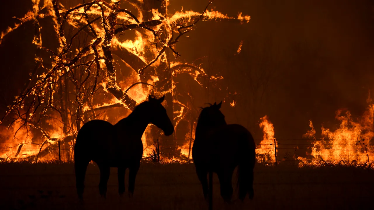 Proporţiile dezastrului din Australia: aproximativ 500 de milioane de animale au murit în urma incendiilor. Ursuleţii koala sunt cei mai afectaţi