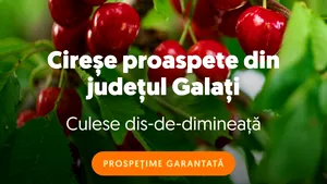 Supermarketul online Sezamo: Numărul clienților care cumpără cireșe a crescut cu 66%