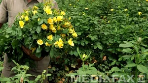 Seră de trandafiri, inaugurată în Dâmboviţa