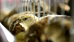 Cauza intoxicării de la ferma de pui din Bihor.  Opt angajate au ajuns la spital