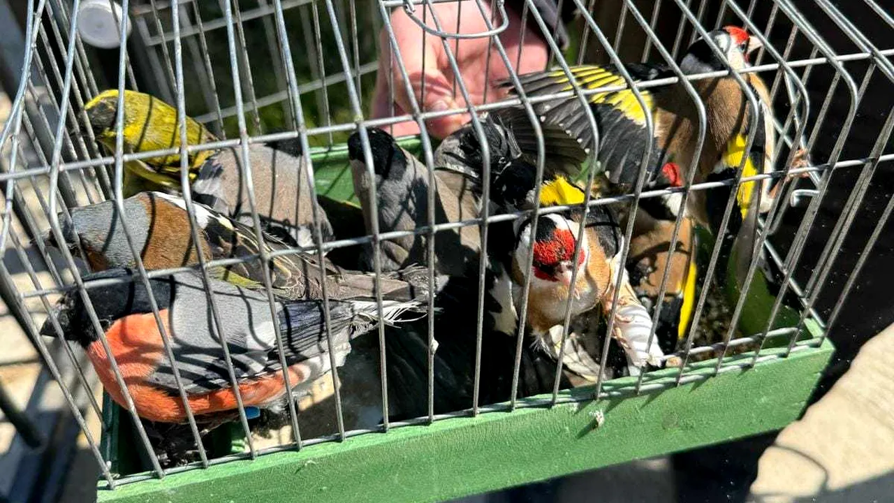 17 păsări din specii protejate de lege, descoperite într-o casă din Ilfov. Păsările au fost eliberate